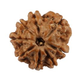 Natural 8 Mukhi (Eight Mukhi) Nepali Rudraksha GJSPC Certified 20.67 M.M.