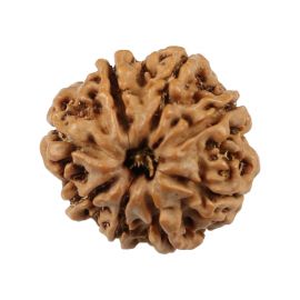 Natural 8 Mukhi (Eight Mukhi) Nepali Rudraksha GJSPC Certified 19.98 M.M.