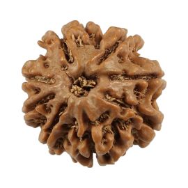 Natural 8 Mukhi (Eight Mukhi) Nepali Rudraksha GJSPC Certified 19.22 M.M.