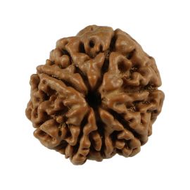 Natural 8 Mukhi (Eight Mukhi) Nepali Rudraksha GJSPC Certified 19.42 M.M.