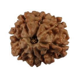 Natural 8 Mukhi (Eight Mukhi) Nepali Rudraksha GJSPC Certified 20.01 M.M.