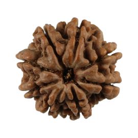 Natural 8 Mukhi (Eight Mukhi) Nepali Rudraksha GJSPC Certified 20.53 M.M.