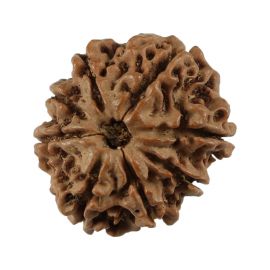 Natural 8 Mukhi (Eight Mukhi) Nepali Rudraksha GJSPC Certified 20.47 M.M.