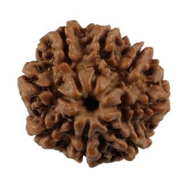 Natural 8 Mukhi (Eight Mukhi) Nepali Rudraksha GJSPC Certified 21.59 M.M.