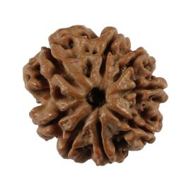 Natural 8 Mukhi (Eight Mukhi) Nepali Rudraksha GJSPC Certified 20.88 M.M.