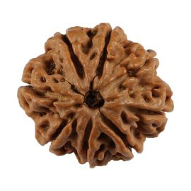 Natural 8 Mukhi (Eight Mukhi) Nepali Rudraksha GJSPC Certified 20.56 M.M.