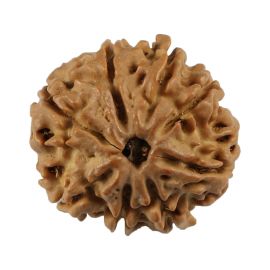 Natural 8 Mukhi (Eight Mukhi) Nepali Rudraksha GJSPC Certified 20.81 M.M.