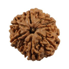 Natural 8 Mukhi (Eight Mukhi) Nepali Rudraksha GJSPC Certified 22.07 M.M.