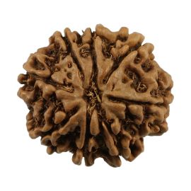 Natural 8 Mukhi (Eight Mukhi) Nepali Rudraksha GJSPC Certified 24.06 M.M.