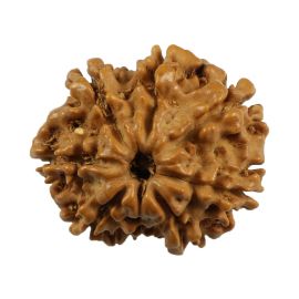 Natural 8 Mukhi (Eight Mukhi) Nepali Rudraksha GJSPC Certified 22.11 M.M.