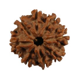 Natural 8 Mukhi (Eight Mukhi) Nepali Rudraksha GJSPC Certified 21.24 M.M.