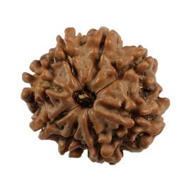 Natural 8 Mukhi (Eight Mukhi) Nepali Rudraksha GJSPC Certified 19.18 M.M.