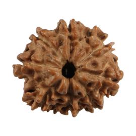 Natural 8 Mukhi (Eight Mukhi) Nepali Rudraksha GJSPC Certified 20.24 M.M.