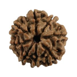 Natural 8 Mukhi (Eight Mukhi) Nepali Rudraksha GJSPC Certified 19.61 M.M.