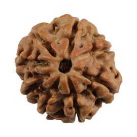 Natural 8 Mukhi (Eight Mukhi) Nepali Rudraksha GJSPC Certified 21.71 M.M.