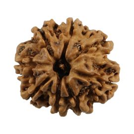 Natural 8 Mukhi (Eight Mukhi) Nepali Rudraksha GJSPC Certified 24.73 M.M.