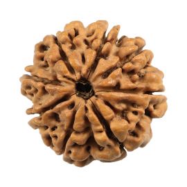 Natural 8 Mukhi (Eight Mukhi) Nepali Rudraksha GJSPC Certified 22.48 M.M.