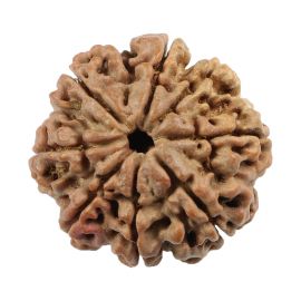 Natural 8 Mukhi (Eight Mukhi) Nepali Rudraksha GJSPC Certified 23.24 M.M.