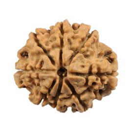 Natural 8 Mukhi (Eight Mukhi) Nepali Rudraksha GJSPC Certified 23.39 M.M.