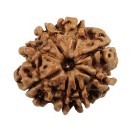 Natural 8 Mukhi (Eight Mukhi) Nepali Rudraksha GJSPC Certified 21.6 M.M.