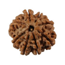 Natural 8 Mukhi (Eight Mukhi) Nepali Rudraksha GJSPC Certified 20.88 M.M.