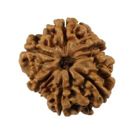 Natural 8 Mukhi (Eight Mukhi) Nepali Rudraksha GJSPC Certified 19.1 M.M.