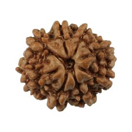 Natural 8 Mukhi (Eight Mukhi) Nepali Rudraksha GJSPC Certified 19.55 M.M.