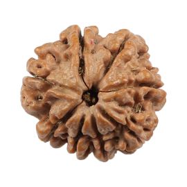 Natural 8 Mukhi (Eight Mukhi) Nepali Rudraksha GJSPC Certified 20.22 M.M.