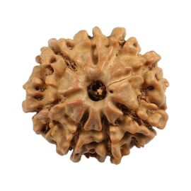 Natural 8 Mukhi (Eight Mukhi) Nepali Rudraksha GJSPC Certified 20.31 M.M.