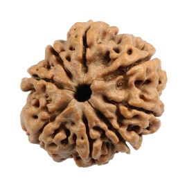 Natural 8 Mukhi (Eight Mukhi) Nepali Rudraksha GJSPC Certified 22.32 M.M.