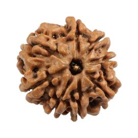 Natural 8 Mukhi (Eight Mukhi) Nepali Rudraksha GJSPC Certified 20.63 M.M.