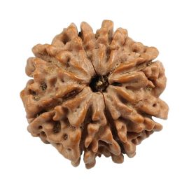 Natural 8 Mukhi (Eight Mukhi) Nepali Rudraksha GJSPC Certified 20.94 M.M.