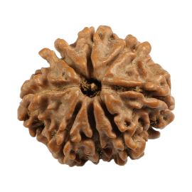 Natural 8 Mukhi (Eight Mukhi) Nepali Rudraksha GJSPC Certified 21.35 M.M.