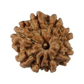 Natural 8 Mukhi (Eight Mukhi) Nepali Rudraksha GJSPC Certified 19.92 M.M.