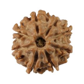 Natural 8 Mukhi (Eight Mukhi) Nepali Rudraksha GJSPC Certified 17.21 M.M.