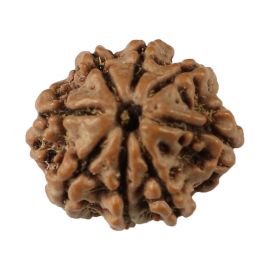 Natural 8 Mukhi (Eight Mukhi) Nepali Rudraksha GJSPC Certified 17.41 M.M.