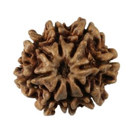 Natural 8 Mukhi (Eight Mukhi) Nepali Rudraksha GJSPC Certified 22.07 M.M.