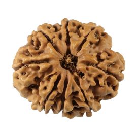 Natural 8 Mukhi (Eight Mukhi) Nepali Rudraksha GJSPC Certified 26.03 M.M.