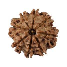 Natural 8 Mukhi (Eight Mukhi) Nepali Rudraksha GJSPC Certified 20.48 M.M.