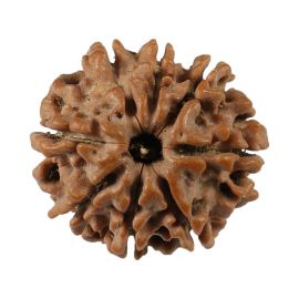 Natural 8 Mukhi (Eight Mukhi) Nepali Rudraksha GJSPC Certified 21.21 M.M.