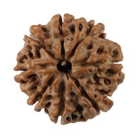 Natural 8 Mukhi (Eight Mukhi) Nepali Rudraksha GJSPC Certified 18.87 M.M.