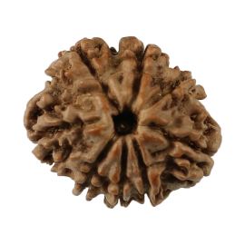 Natural 8 Mukhi (Eight Mukhi) Nepali Rudraksha GJSPC Certified 20.15 M.M.