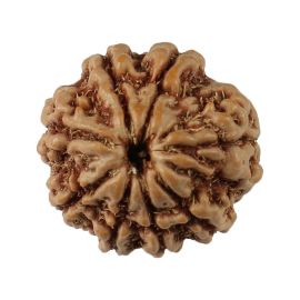 Natural 8 Mukhi (Eight Mukhi) Nepali Rudraksha GJSPC Certified 18.51 M.M.