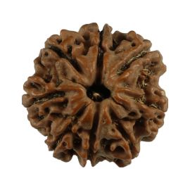 Natural 8 Mukhi (Eight Mukhi) Nepali Rudraksha GJSPC Certified 19.16 M.M.