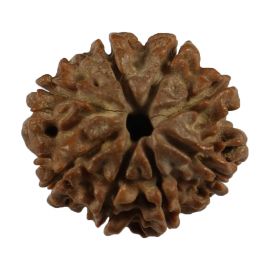 Natural 8 Mukhi (Eight Mukhi) Nepali Rudraksha GJSPC Certified 18.17 M.M.