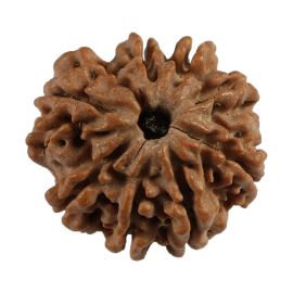 Natural 8 Mukhi (Eight Mukhi) Nepali Rudraksha GJSPC Certified 22.06 M.M.