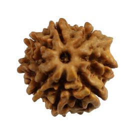 Natural 8 Mukhi (Eight Mukhi) Nepali Rudraksha GJSPC Certified 17.21 M.M.