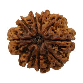 Natural 9 Mukhi Nepali Rudraksha Collector Size (Nine Mukhi) 23.94 M.M.