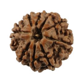 Natural 9 Mukhi (Nine Mukhi) Nepali Rudraksha GJSPC Certified 19.21 M.M.