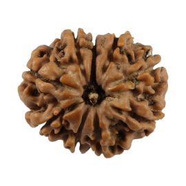 Natural 9 Mukhi (Nine Mukhi) Nepali Rudraksha GJSPC Certified 21.25 M.M.